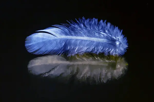 Colored feather and bird fluff on a dark background