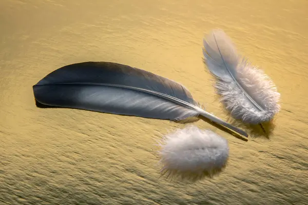 Colored feather and bird fluff on a golden background
