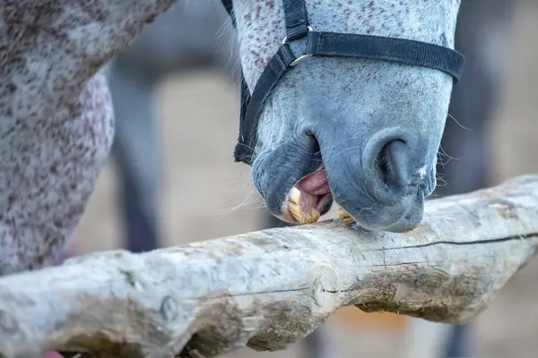 horse grinds his teeth on a tree close-up