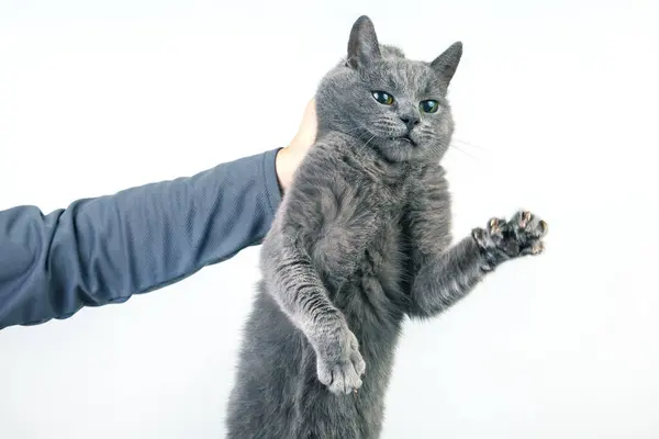 人的手握住一只灰色的猫的脖子 毛绒绒的家养宠物有罪 图库图片