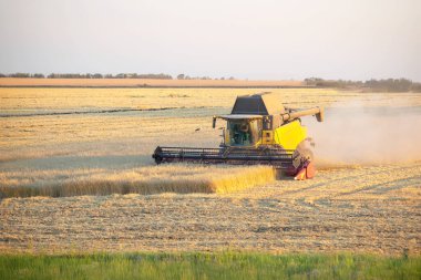 Hasat makinesi tarlada buğday hasat ediyor. Tahıl hazırlığı. tarım ve tarım sektörü.