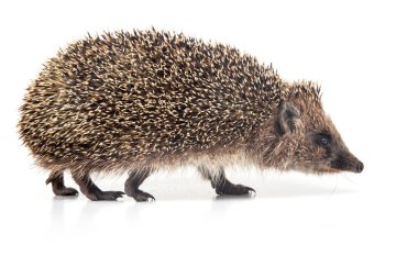 Erinaceus europaeus. Beyaz arka planda Avrupa 'da yaygın kirpi