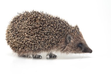 Erinaceus europaeus. Beyaz arka planda Avrupa 'da yaygın kirpi