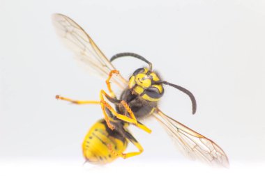 Beyaz bir arka planda eşek arısı görüntüsü. Böcekler ve zooloji. fauna