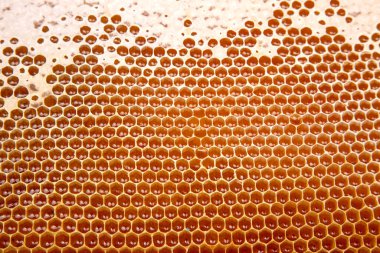 Taraklarda arı taze bal. arka plan ve doku. Doğal yiyecekler vitamini. arı işi ürünü