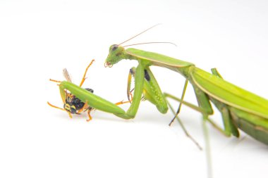 Peygamber devesi beyaz arka planda yemek için bir eşekarısı yakalamış. Böceklerin dünyasında avlanmak. Böcek yemek için av.