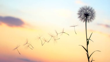 Karahindiba tohumları günbatımı gökyüzünün arka planında uçuyor. Doğanın bitkisel bitkileri