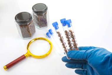 Mavi eldivenli bir bilim adamı deney tüplerindeki kahve çekirdeklerini inceler. Kavanozlar, büyüteç ve beyaz bir yüzey üzerindeki dağınık fasulyeler bir laboratuvar deneyine işaret eder.