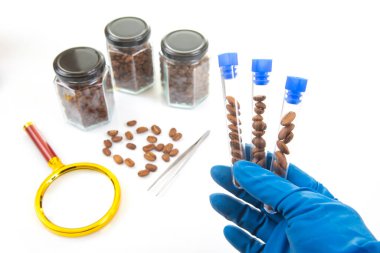 Steril bir laboratuvar ortamında, eldivenli bir el kahve çekirdekleri ile dolu test tüpleri tutar, kavanozlar ve aletlerle çevrili, fasulyelerin detaylı bir analizini önerir.