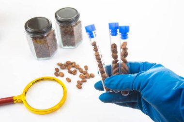Kahve çekirdekleri titizlikle laboratuvar ortamında incelenir. Eldivenli bir el tarafından tutulan test tüpleri kavanozlar, cımbızlar ve temiz bir arkaplanda büyüteç ile birlikte.