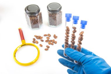 Test tüplerinde kahve çekirdekleri, cam kavanozlar ve büyüteç ve cımbız gibi bilimsel aletlerin yer aldığı bir laboratuvar kurulumu.