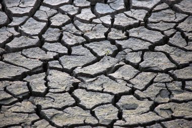 Çatlak, kavrulmuş toprağı, sert koşullarda umudu temsil eden yeşil bir filizle detaylı bir şekilde görmek. Doğa ve çevre projeleri için uygun.