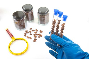 Steril bir laboratuvar ortamında, eldivenli bir el kahve çekirdekleri ile dolu test tüpleri tutar, kavanozlar ve aletlerle çevrili, fasulyelerin detaylı bir analizini önerir.
