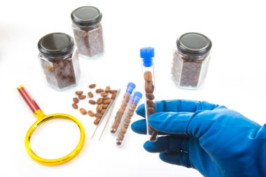 Kahve çekirdekleri laboratuvar testine tabi tutulurken, eldiven eldiven test tüpleri, kavanozlarda fasulyeler ve yakınlarda bir büyüteç gibi bilimsel aletler bulunuyordu.