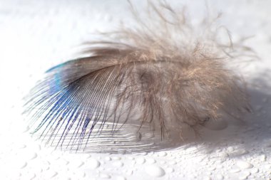 renk kuş tüyü beyaz kağıda yalan