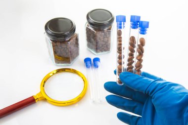 Mavi eldivenli bir bilim adamı deney tüplerindeki kahve çekirdeklerini inceler. Kavanozlar, büyüteç ve beyaz bir yüzey üzerindeki dağınık fasulyeler bir laboratuvar deneyine işaret eder.