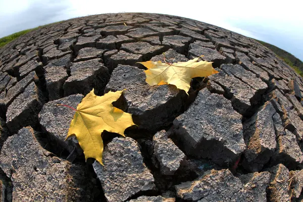 Doğanın dayanıklılığını gösteren küçük yeşil bir filizle kurumuş, çatlamış çöl zeminine yakın çekim. Kuraklık, hayatta kalma ve ekoloji fotoğrafçılığı için ideal..