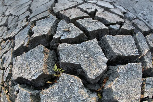 Kırık, kuru toprağın, küçük yeşil bir bitkinin filizlenmesiyle oluşmuş makro görüntüsü sert ortamlarda yaşamın esnekliğini gösteriyor. Çevresel temalar için mükemmel.