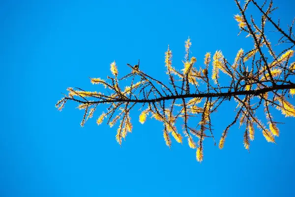 Yapraksız ağaç dalları mavi gökyüzüne karşı. Doğada sonbahar mevsimi