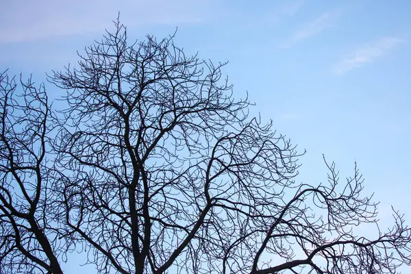 Yapraksız ağaç dalları mavi gökyüzüne karşı. Doğada sonbahar mevsimi