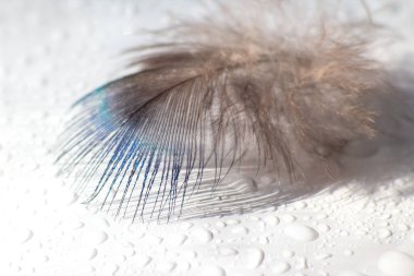 renk kuş tüyü beyaz kağıda yalan