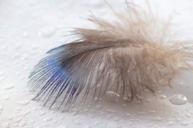 renk kuş tüyü beyaz kağıda yalan