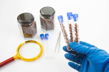 Eldivenli bir el kahve çekirdekleri ile test tüpleri tutar, kavanozlarla çevrili, bir büyüteç, ve beyaz arka planda dağınık fasulyeler, bilimsel araştırmalara işaret eder.