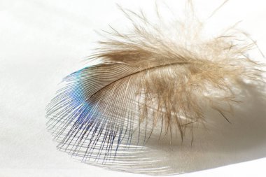 renk kuş tüyü beyaz kağıda yalan