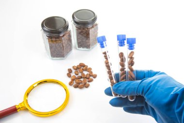 Mavi eldivenli bir bilim adamı deney tüplerindeki kahve çekirdeklerini inceler. Kavanozlar, büyüteç ve beyaz bir yüzey üzerindeki dağınık fasulyeler bir laboratuvar deneyine işaret eder.