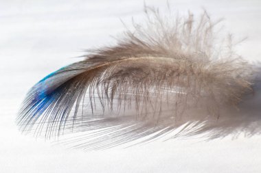 renk kuş tüyü beyaz kağıda yalan