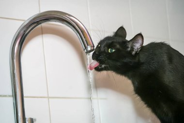 Yeşil gözlü siyah bir kedi, parlak krom bir musluktan beyaz fayanslı bir arka plana doğru su içerek kedi merakı ve su kaybını yakalar.