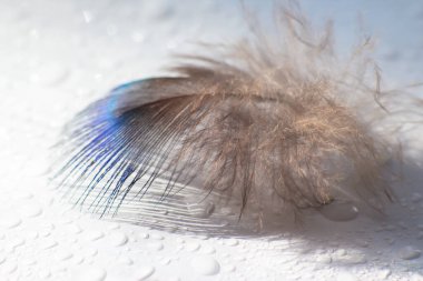 renk kuş tüyü beyaz kağıda yalan