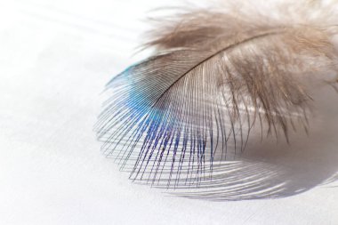 renk kuş tüyü beyaz kağıda yalan