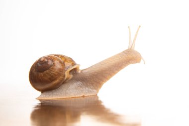 Helix pomatia. Beyaz arka planda üzüm salyangozu. Yumuşakça ve omurgasız. Lezzetli et ve gurme yemekleri..