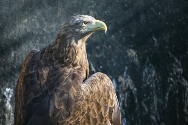 Keskin sarı gözlü bir kraliyet kartalı ve bulanık doğal bir arka plana karşı eğri bir gaga tüyü, karmaşık kahverengi tüylerini ve güçlü varlığını gözler önüne seriyor..