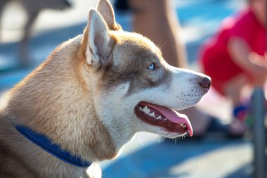 Portre köpeği Husky şehir caddesinde yürüyor.