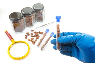 Bir araştırma sahnesinde test tüplerindeki kahve çekirdekleri beyaz bir yüzey üzerinde eldivenli bir elle, kavanozlarla, dağınık fasulyelerle ve laboratuvar aletleriyle gösteriliyor.