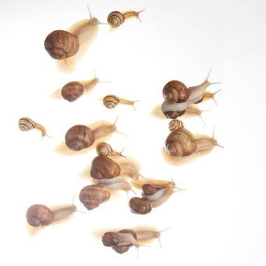 Salyangozlar beyaz arka planda bir grupta sürünürler. Doğadaki hayvanlar dünyası.