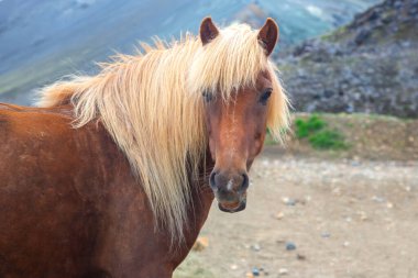 Bu çarpıcı İzlanda atı, dalgalı yelesi ile, güvenli bir şekilde kameraya bakıyor, yumuşak doğal ışıkla aydınlatılmış nefes kesici bir dağ manzarası ile çevrili..