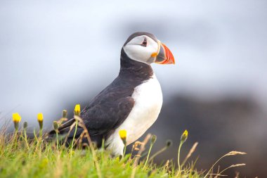 Sarı çiçeklerle bezenmiş çimenli bir tepede duran bir martı, uzaklığa bakıyor. Engebeli kayalıklar ve okyanus arka planı İzlanda 'nın gündüz manzarasını tanımlar..