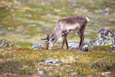 Görkemli bir ren geyiği Norveç 'in pitoresk kırsalındaki yemyeşil çimlerde otluyor. Yaban çiçeklerinin parlak renkleri sakin yaz ayinine güzellik katar..