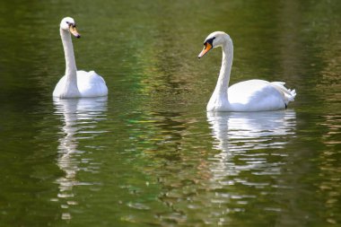 İki zarif kuğu gölün durgun sularında yavaşça hareket eder. Yansımaları, canlı yeşil yapraklarla çevrili yumuşak öğleden sonra ışığında parıldar..