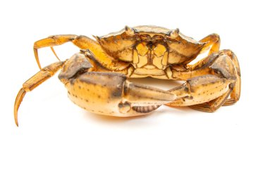 Bir yengeç düz bir yüzey üzerinde dinlenirken eşsiz kabuğunu ve pençelerini gösterir. Renk ve dokusunun karmaşık ayrıntıları bu yakın planda açıkça görülebilir..