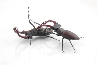 Etkileyici çenesi olan iki büyük böcek rekabetçi bir gösteride karşı karşıya gelir..