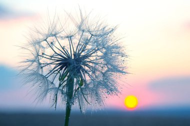 Çiy kaplı bir karahindibanın yakın çekimi çarpıcı bir günbatımının renklerini yansıtır. Arkadaki pembe ve turuncunun yumuşak renkleri alacakaranlıkta sakin bir atmosfer yaratır..