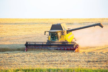 Büyük bir hasatçı, güneş batarken geniş bir buğday tarlasında verimli bir şekilde çalışır..
