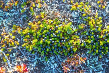 Parlak yeşil yosun ve renkli böğürtlenler güneş ışığı altında kayalık zeminde gelişir, zengin dokular ve renkler sergilerler..