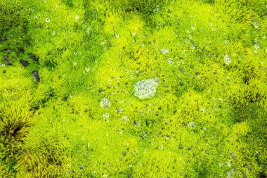 Parlak yeşil yosun İzlanda 'daki volkanik bir araziyi kaplayarak bölgenin eşsiz bitki örtüsünü gözler önüne seriyor. Bu yemyeşil bitki örtüsü sert bir çevrede gelişerek çarpıcı bir doğal düzen oluşturur..