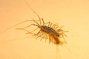 Kehribarla kaplanmış küçük bir kabuklu hayvan tarih öncesi yaşamın karmaşık detaylarını ortaya çıkarıyor..