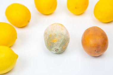 Temiz beyaz bir yüzey üzerinde çeşitli renklerde küflü bir meyveyi çevreleyen birkaç parlak sarı limon tazelik ve çekicilikteki farklılıkları göstermektedir. Görüntü bozulma kavramını vurguluyor..